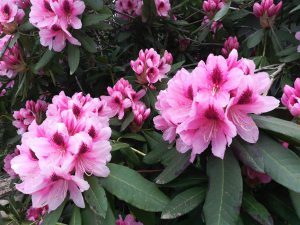 Rhododendron 2018 photo 14