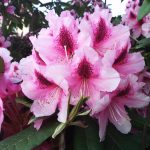 Rhododendron 2018 photo 8
