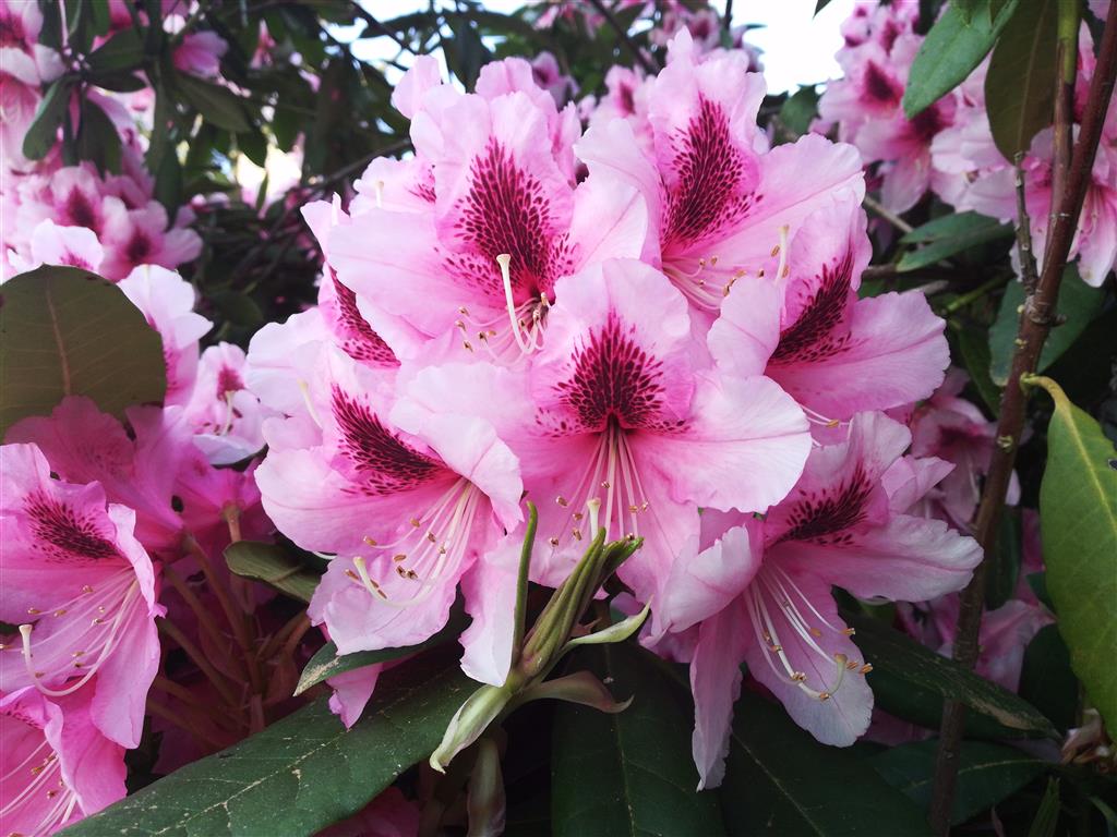 Rhododendron 2018 photo 8