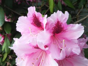 Rhododendron 2018 photo 1