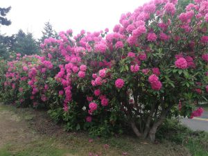 Rhododendron 2018 photo 17