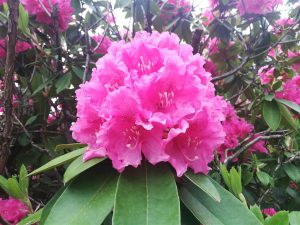 Rhododendron 2018 photo 10