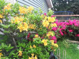 Rhododendron 2018 photo 21