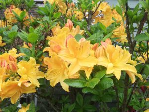 Rhododendron 2018 photo 12