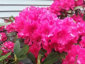 Rhododendron 2018 photo 4