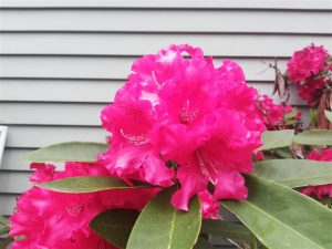 Rhododendron 2018 photo 3