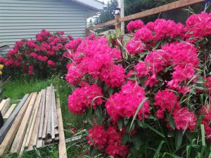 Rhododendron 2018 photo 20