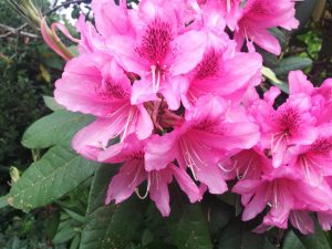 Rhododendron 2018 photo 7