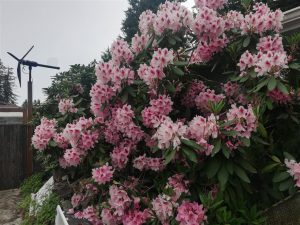 Rhododendron 2018 photo 16