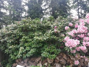 Rhododendron 2018 photo 24