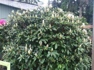 Rhododendron 2018 photo 22