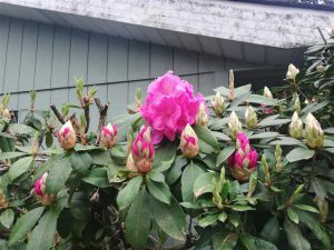 Rhododendron 2018 photo 11