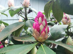 Rhododendron 2018 photo 6