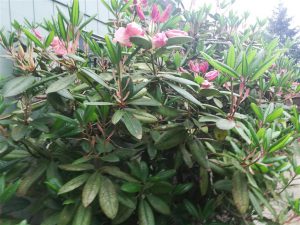 Rhododendron 2018 photo 15