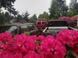 Rhododendron 2018 photo 13