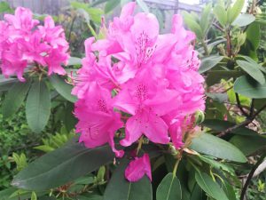 Rhododendron 2018 photo 5