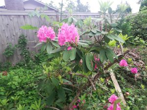 Rhododendron 2018 photo 19