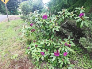 Rhododendron 2018 photo 25