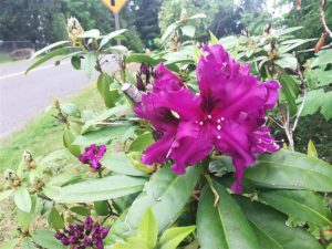 Rhododendron 2018 photo 9
