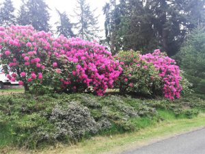 Rhododendron 2018 photo 23