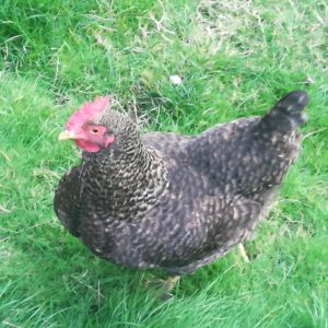 Tweedlede Chicken Photo