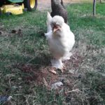 Bouffant Chicken Photo 1